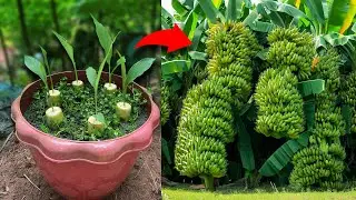i Growing Banana Fruit Get Results in a short time on my farm