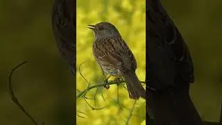 Dunnock Singing