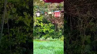 Highlight - Backyard Wild Birds, Jaybird, Mourning Doves #pnw #wildbirds #backyardbirdwatching