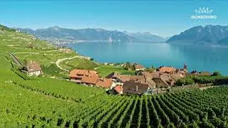 Découvrez avec nous la région viticole Vaud