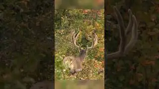Amazing Spot & Stalk Mule Deer Hunt! #hoytarchery #realtree #hunting
