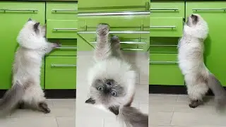My Cat is Busy. Ragdoll Cat Isa #shorts