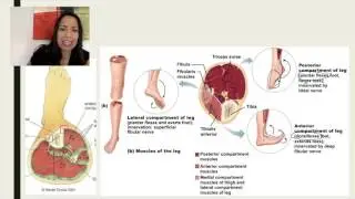 1. Movements of the ankle and foot - Muscle Compartments of the Leg