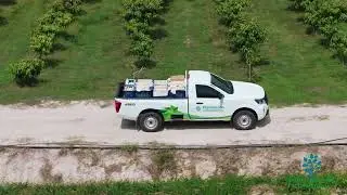 Plantations International Mango Harvesting