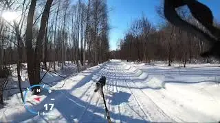 Скиджоринг 1 собака