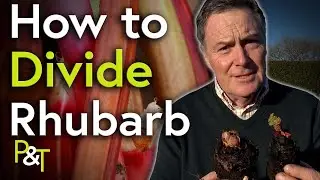 How to Divide Rhubarb Plants - Pots & Trowels