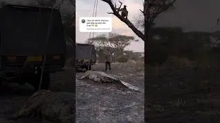 How we got a  2,000lb croc in a tree 🤯 