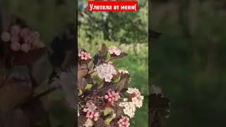 СЛЕЖУ ЗА ШМЕЛЬКОМ!!)) #втренде #момент #шмель #цветы