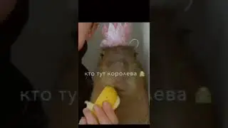 капибара