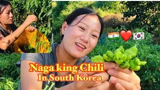 Naga king chili in South Korea, our farm update🇮🇳❤️🇰🇷