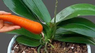 All you need is a carrot! Your orchids will bloom all year round!