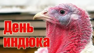 Хороший денёк - день индюка \\ В деревню!