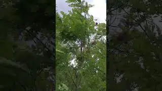 В розовой акации птицы 🐦 поют перед майской грозой 