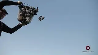 Crama Oprisor