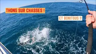 THONS et BONITOUS sur CHASSES entre SETE et FRONTIGNAN