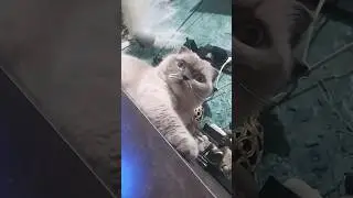 не Расссстраивайся!! 🤣😁😇#юмор#смешныекотики#приколы#cat#cuteanimal#