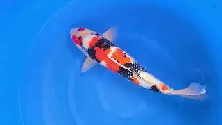 Showa ginrin #koigarden #koi #koifish #carpakoi #koilover