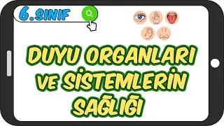 Duyu Organları ve Sistemlerin Sağlığı 📗 6.Sınıf Fen 