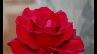 Rabbie Burns - A Red Red Rose