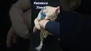 meu gato 🐈