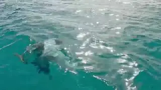 Каталка с дельфинами в Эльтуре на Даче у Макса Колпакова.