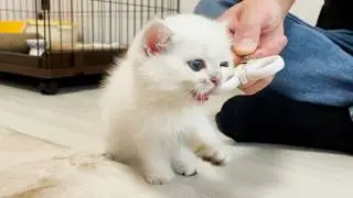 The kitten who was openly hostile to the nail clipper was so cute!