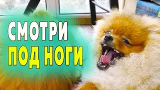 Vlad stepped on Nicole. What's with the puppy's paw. Stubborn Pomeranian. The fight for the treat