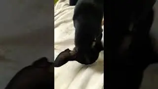 Кузя ищет клад #злаясобака #dog #кузя  #популярное #puppy #той #тойтерьер #хочуврек #minidog #trend