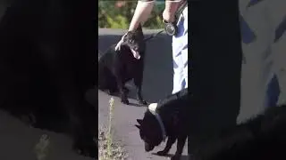 А ТЫ ДОГОНИ И ПОГЛАДЬ!