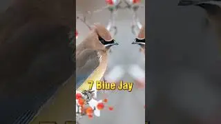 Top 10 Most Beautiful Birds In The World 🌍 