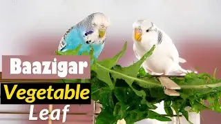 Vegetable Leaf Management || Baazigar bird in Bangladesh || Color Bird