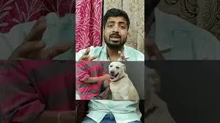 Summer drinks for dog.  Part-1 #dogcare #doglover #pomtoyanurag