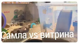 Housing for hamsters. Comparison of a samly and a display case.