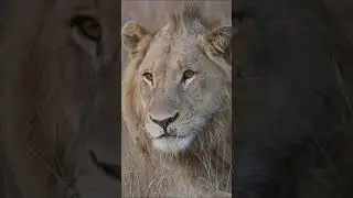 🦓🐆🦏 Día de MUCHOS ANIMALES SALVAJES durante el SAFARI FOTOGRÁFICO en el Parque Nacional Kruger 🦛🦒🐃