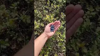 Поход на Хараелах