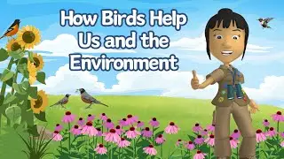 A WonderGrove for Birds: How Birds Help Us & The Environment