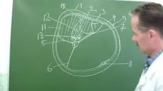 Строение голени