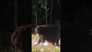 Fattest bear you've ever seen