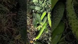 Первые кабачки