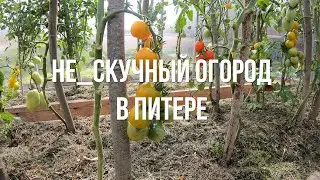 Не_скучный огород в Питере