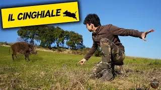 Alla ricerca del CINGHIALE
