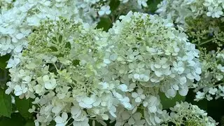 Beautiful Bobo Panicle Hydrangea Hedge in Full Bloom