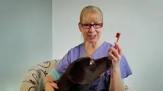 How to Train your Pet to Love Dental Care