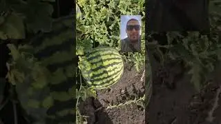 Баштан 2.09.24