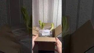 Лилия Марлен 🤩