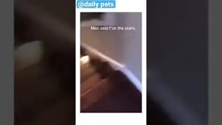 Dog decides not to use the stairs