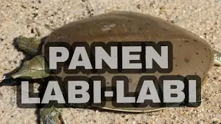 Panen Labi-labi - Budi Daya Bulus TERBANYAK