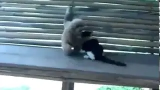 Самый лучший прикол! Обезьяна хочет кота!