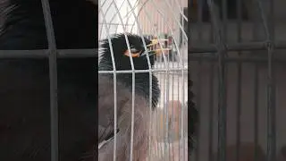 My village Bird Meena