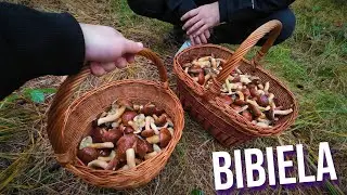 BIBIELA - królestwo małych grzybków